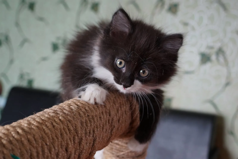 File:Kitty.webp